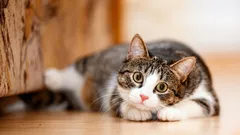 Cambia il carattere del gatto con l'età? Cosa aspettarsi dal proprio animale domestico