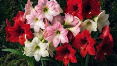 Hippeastrum in casa: come piantarlo e curarlo affinché fiorisca con fiori enormi