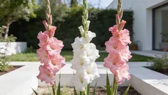 I fiori più belli per il tuo giardino: come coltivare gladioli che ti regaleranno gioia per anni